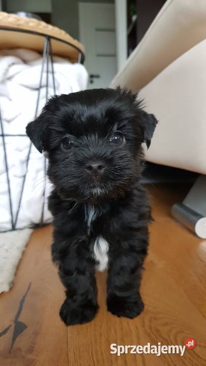 Yorkshire black lubelskie