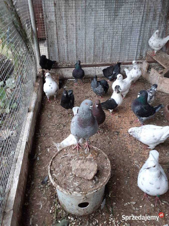 Kingi gołębie Staszów