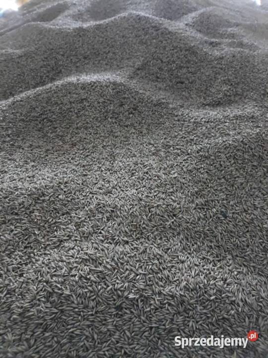 Sprzedam Owies Zboża Bychawa