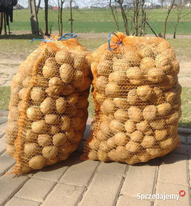 Ziemniaki Vineta sadzeniaki Wojsławice