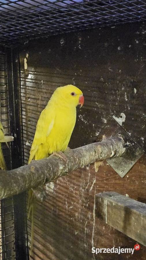 Aleksandretta obrożna lutino kujawsko-pomorskie Bydgoszcz