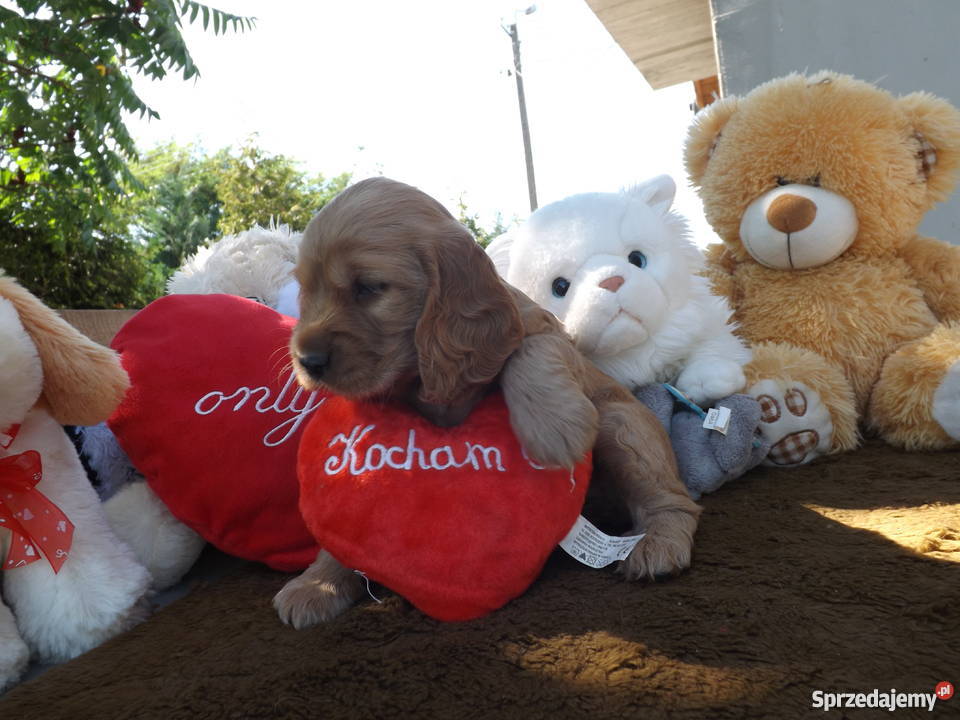 sprzedam spaniela Płońsk sprzedam