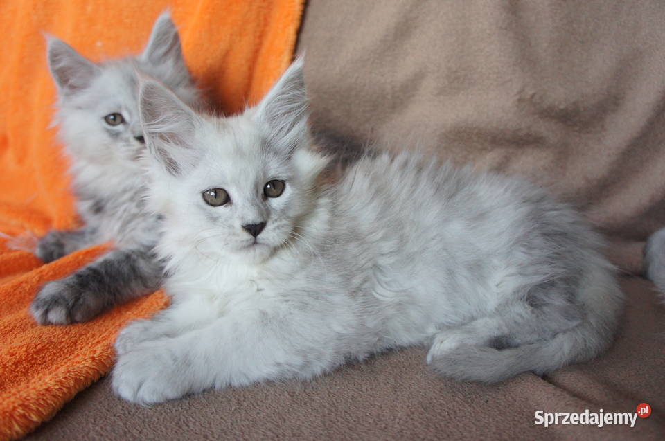 ponadprzeciętnej wielkości i urody Maine Coon Rzeszów