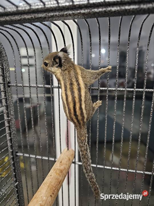 Wiewiórka Himalajska Rarytas dolnośląskie Oława