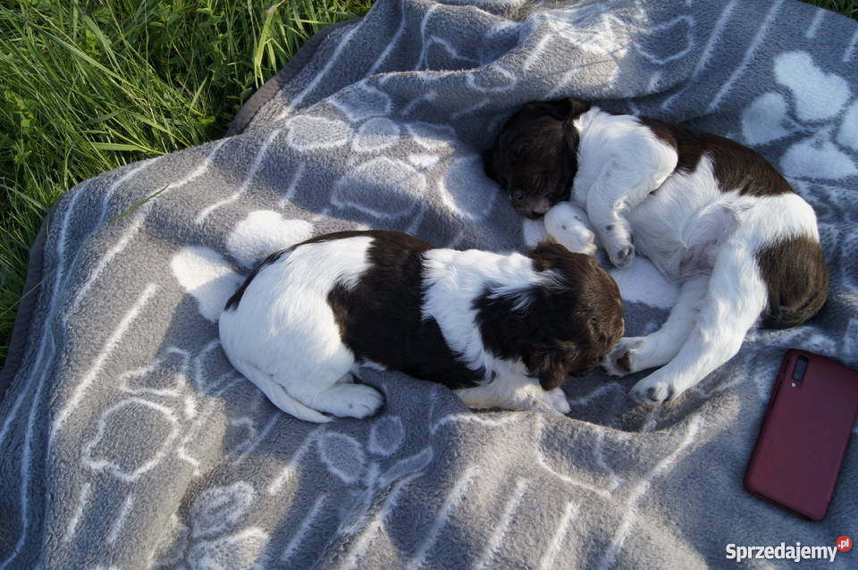 Mały Mnsterlnder Barlinek sprzedam