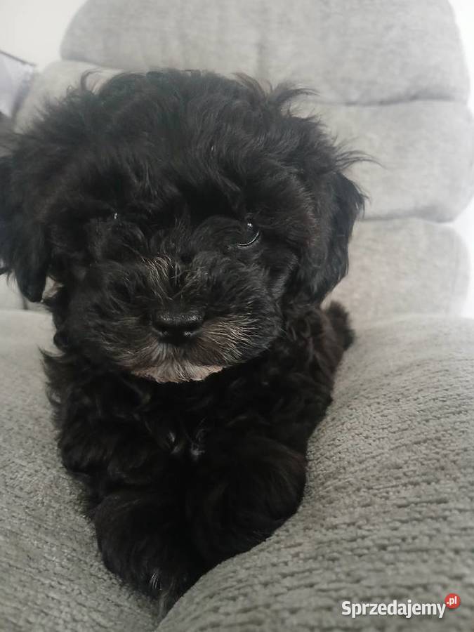 Shihpoo samiec Shihtzu tricolor pudel miniatura