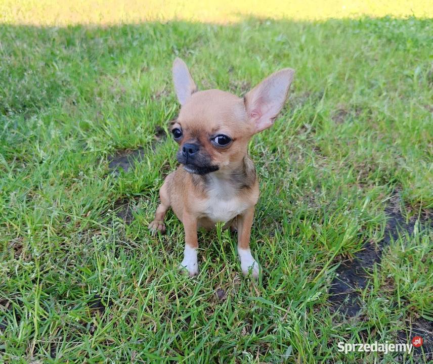 Przepiękna Laleczka Chihuahua Gotowa Do Odbioru Ciszkowo