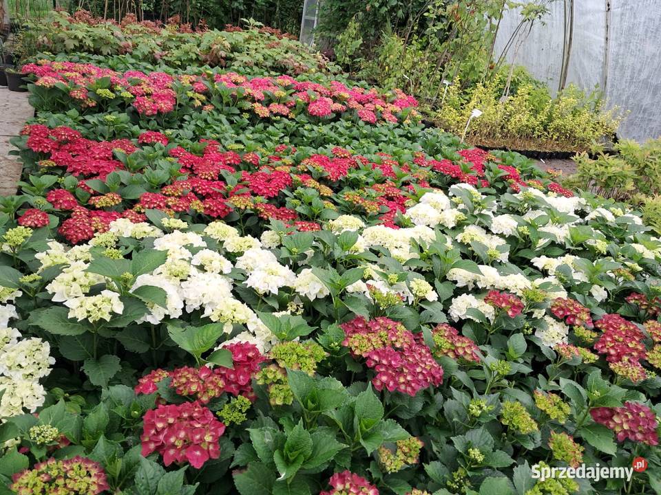 Hortensja ogrodowa hydrangea macrophylla Knurów