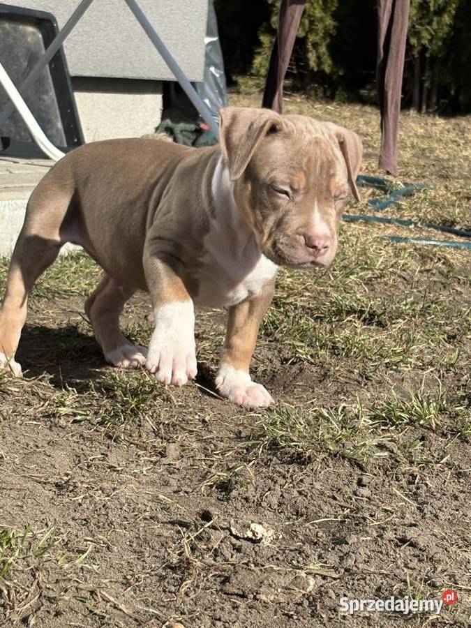 American bully xl szczeniak Czerlejno