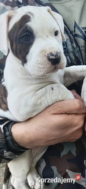Piękne szczenięta American Staffordshire Terrier