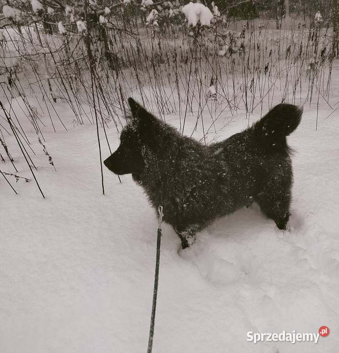 Szpic Niemiecki Duży Jedyny taki miot w Polsce Puszcza Mariańska