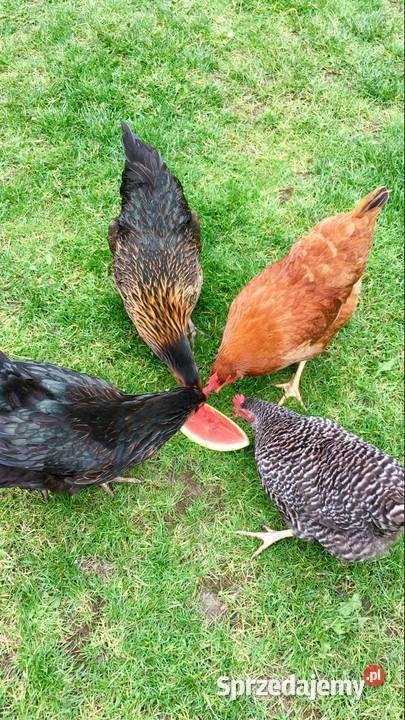Kury nioski kokoszki FERMA Machowa 180 Ropczyce