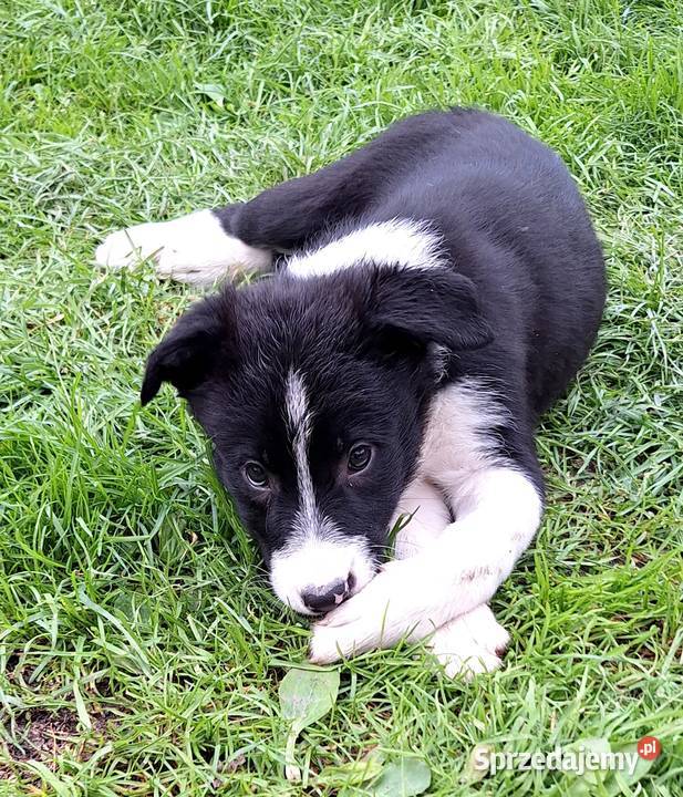 Suczka border collie do odbioru
