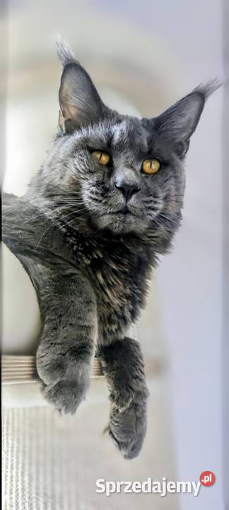 Maine Coon reproduktor śląskie Częstochowa sprzedam