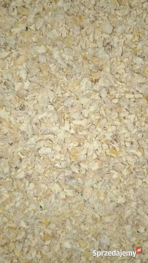 Sprzedam kukurydzę jęczmień pszenicęowies Góra Siewierska