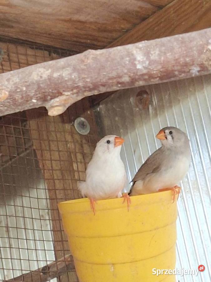 Zeberki młode kujawsko-pomorskie Szubin