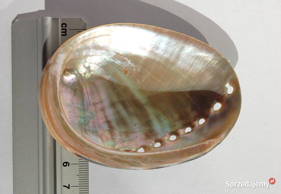 Muszla morska abalone paua polerowana 86