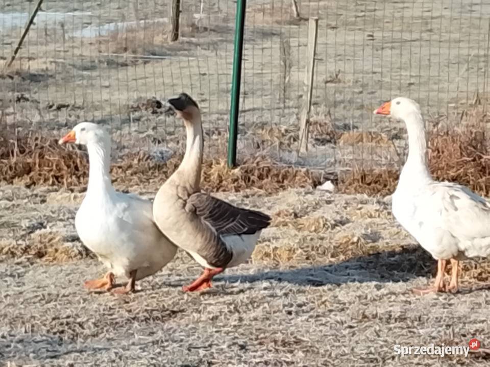 Gęsi landers i garbonosa sprzedam