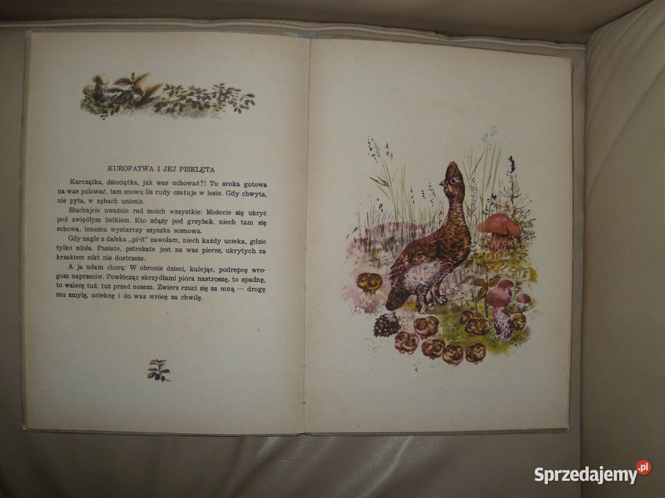 Dzieci leśne E Czaruszyn mazowieckie Warszawa sprzedam