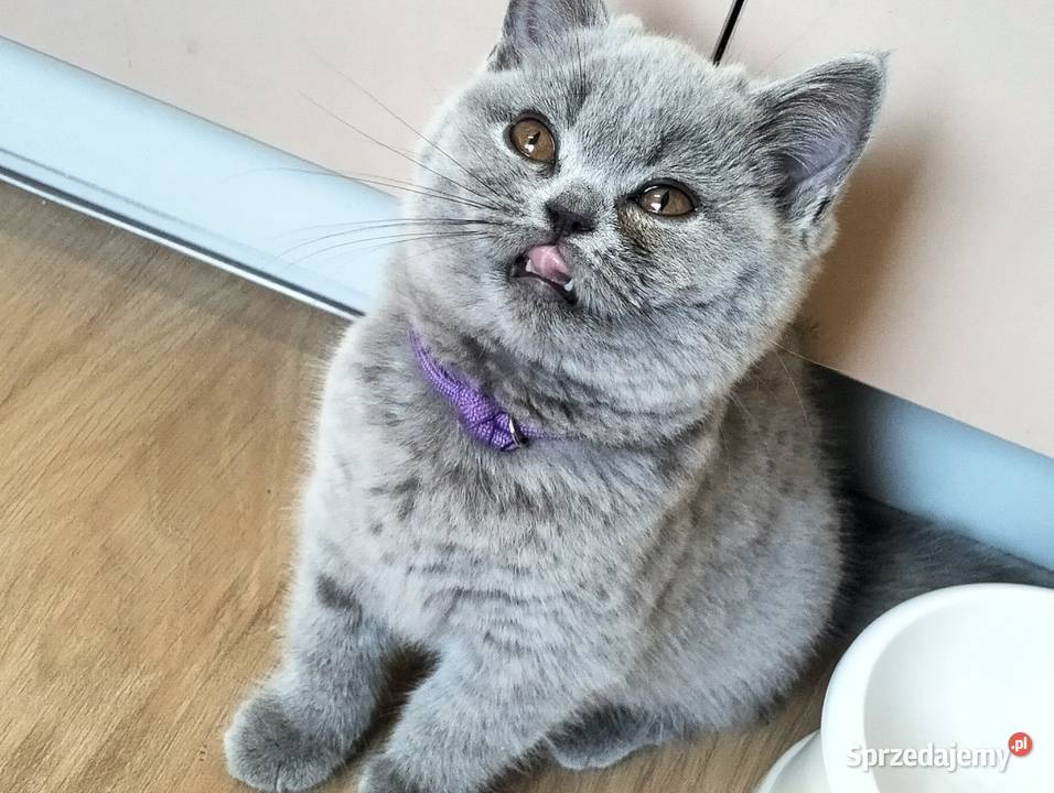 Kocięta niebieskie pięknych rodzicach Rodowód Łódź sprzedam