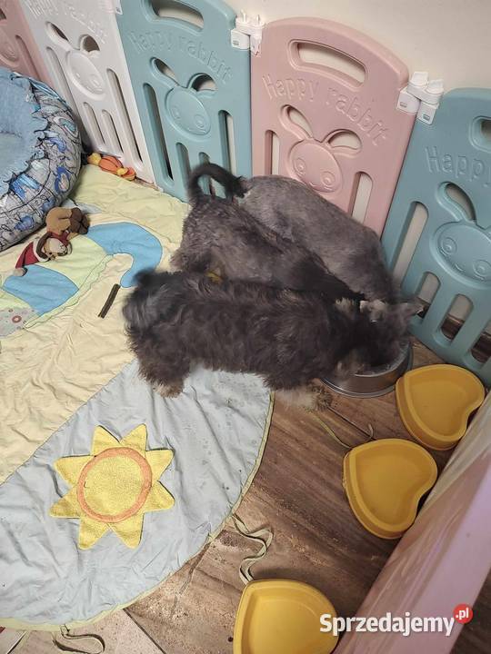 Sznaucer Miniatura rodowodowe szczenięta łódzkie Radomsko