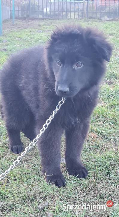Owczarek niemiecki Owczarek łódzkie Osina