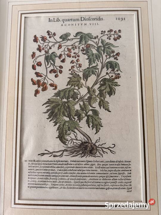 Antyczny Miedzioryt 1563 Oryginalny Starodruk Czerwionka-Leszczyny