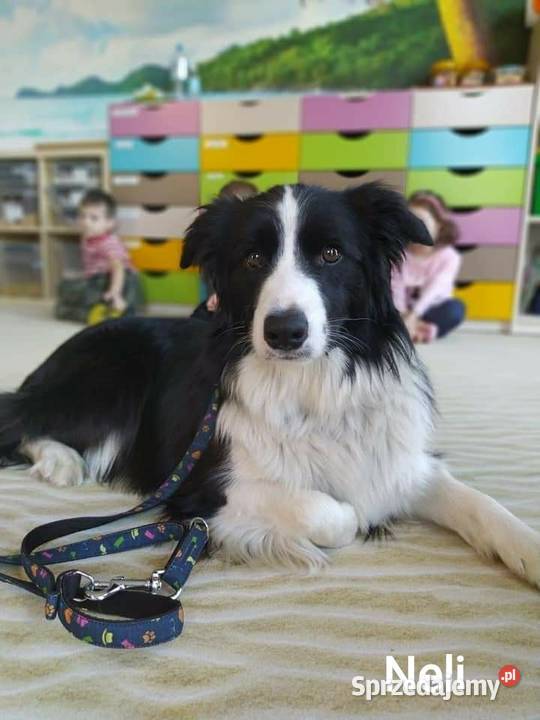 Zapowiedź miotu border collie ZkwPFCI