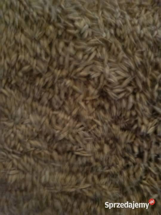 Jęczmień jary owies pszenica zimowa Zboża