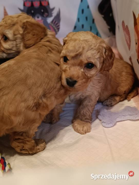 Maltipoo szczeniaki Krapkowice