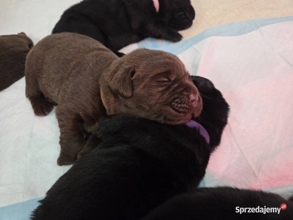 Labrador Retriever ZKwP FCI Szczenięta Lniano sprzedam