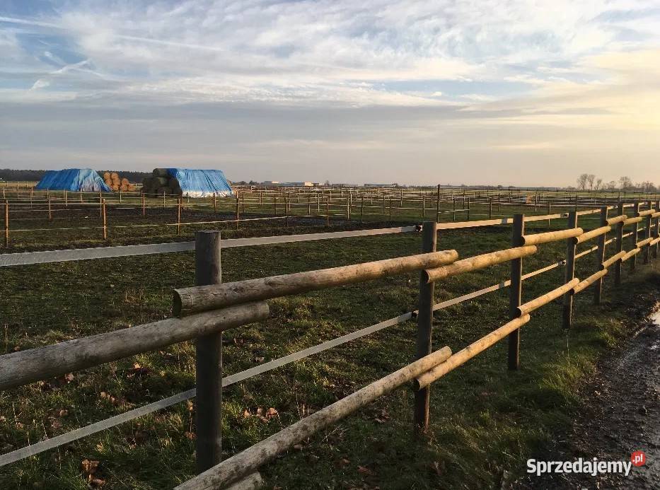 ogrodzenia tymczasowe budowy działki uprawy pola Poznań sprzedam