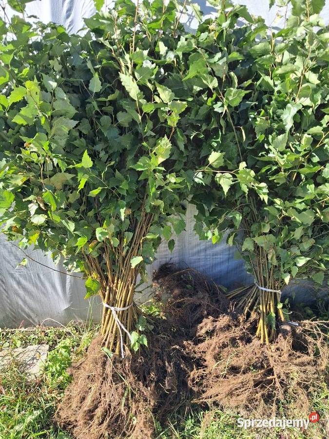 Brzoza pospolita 2 letnia sadzonki 5070 komplet Opoczno