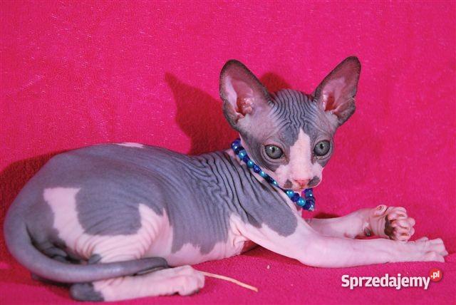 SPHYNX CANADIAN Zaprasza Cattery De TrojanS Koty Warszawa