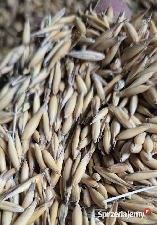 Owies jary 2025 Rozprza