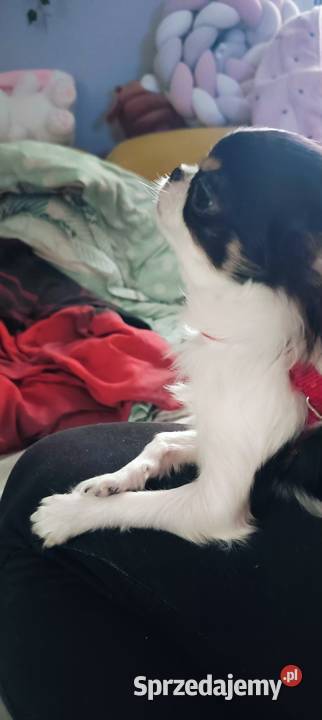 Piękny chihuahua długowłosy korzenie Tajlandia Chihuahua