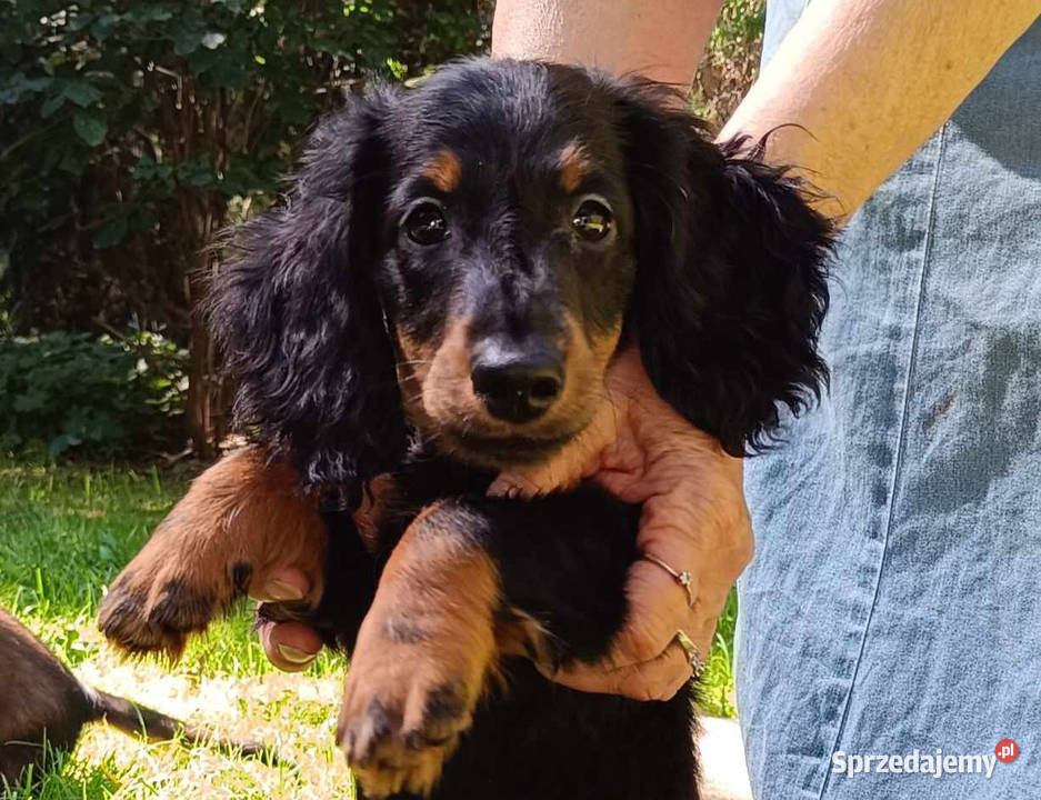 Jamniki dlugowlose miniaturowe sprzedaz