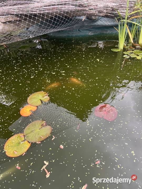 Narybek karasi koi Bonarówka sprzedam