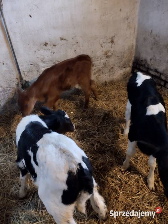 Sprzedam cielaki lubelskie Parczew