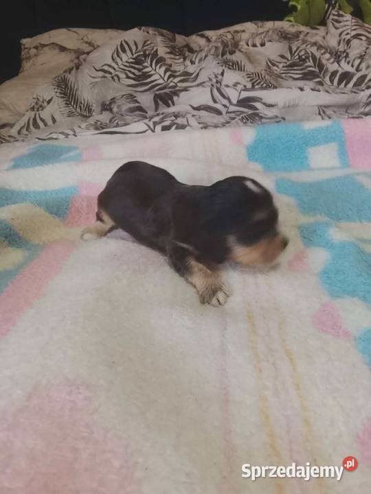 Cocker Spaniel Angielski Suczka Jutrosin