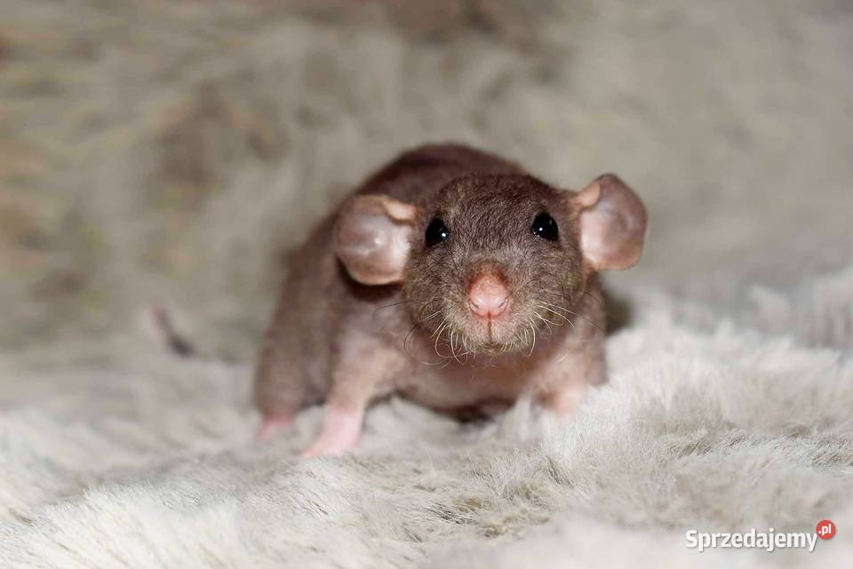Szczury szczurki szczur dumbo dumbo rex dumbo Wrocław
