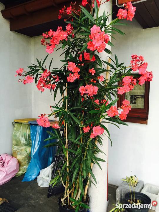 Gałązki oleander do ukorzenienia w wodzie Brzeźnica