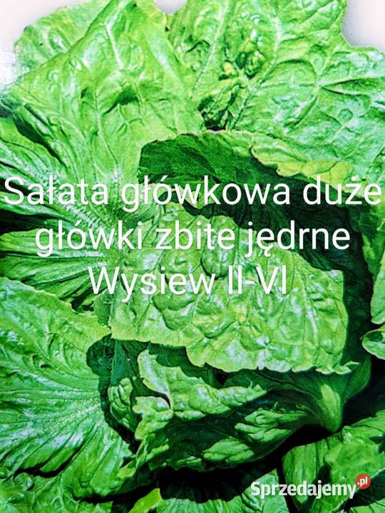 Sałata cykorię Świata siew już stycznia Nasiona Dom i Ogród małopolskie Kraków