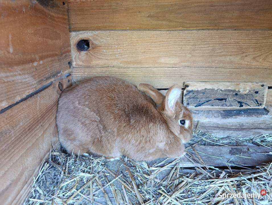Nowozelandzki czerwony Więcbork