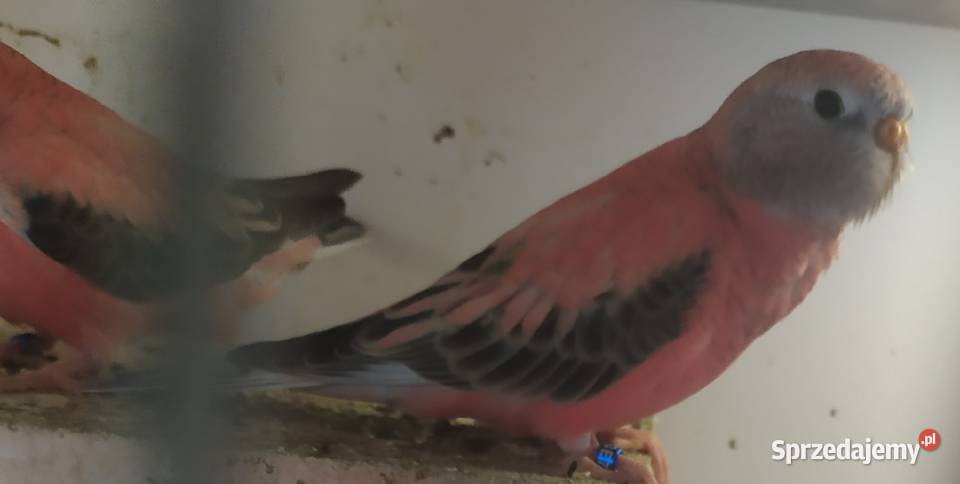 Liliank papugiililianki różowe Ptaki Kłodzko