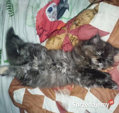 Kotka perska Pers Perski Gliwice