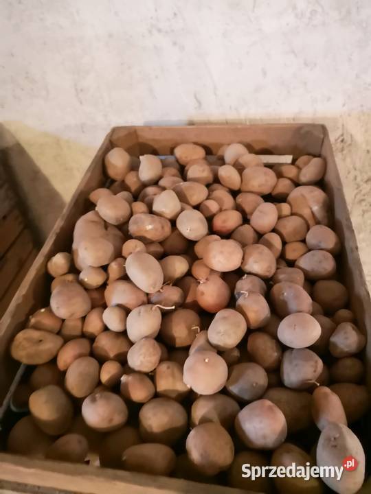Ziemniaki kartofle z mojego gospodarstwa Rolnictwo Góra Kalwaria