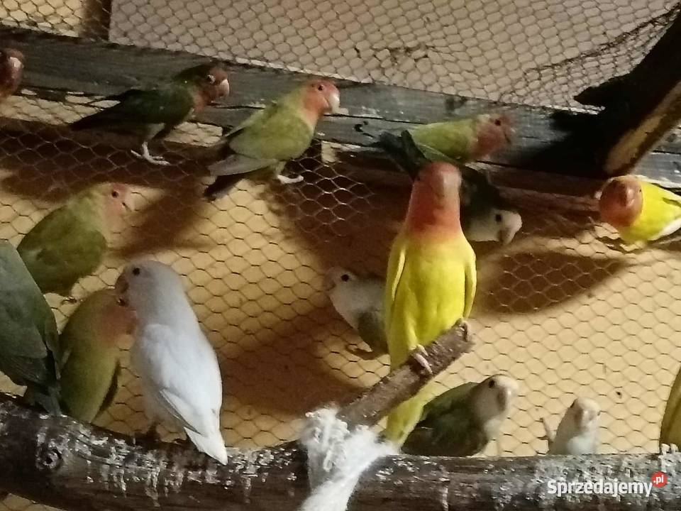 Sprzedam papużki nierozłączki Gdynia sprzedam