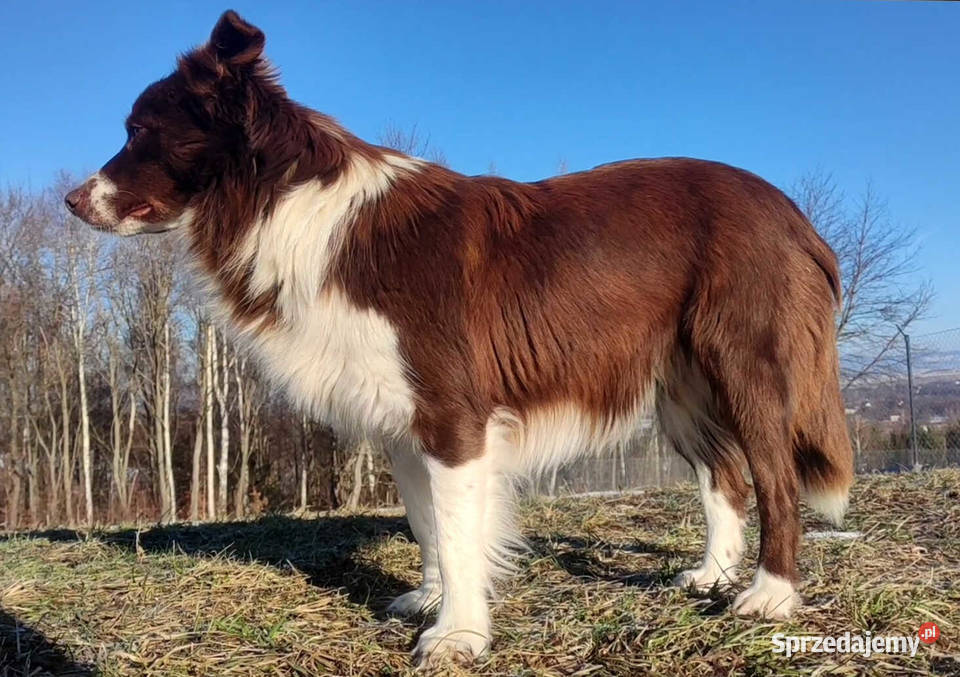 Rasowy sczeniak Border Collie czekoladowej maści Iwonicz