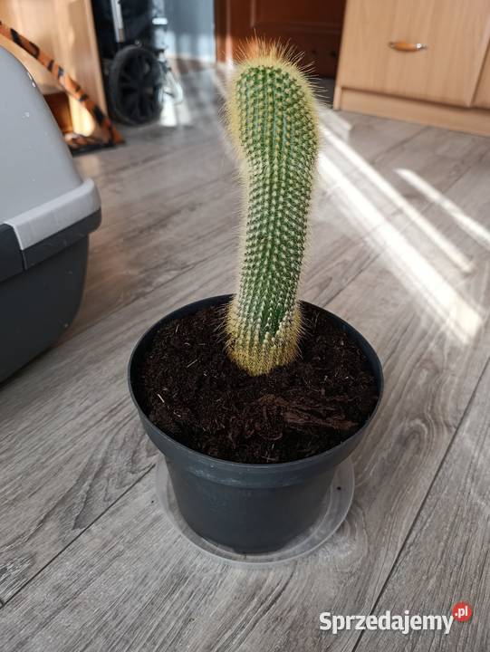 kaktus następny do pilnej sprzedaży sprzedam